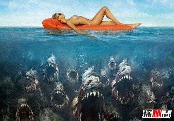 深海1万米巨型生物之谜,大多都吃垃圾!(附图)