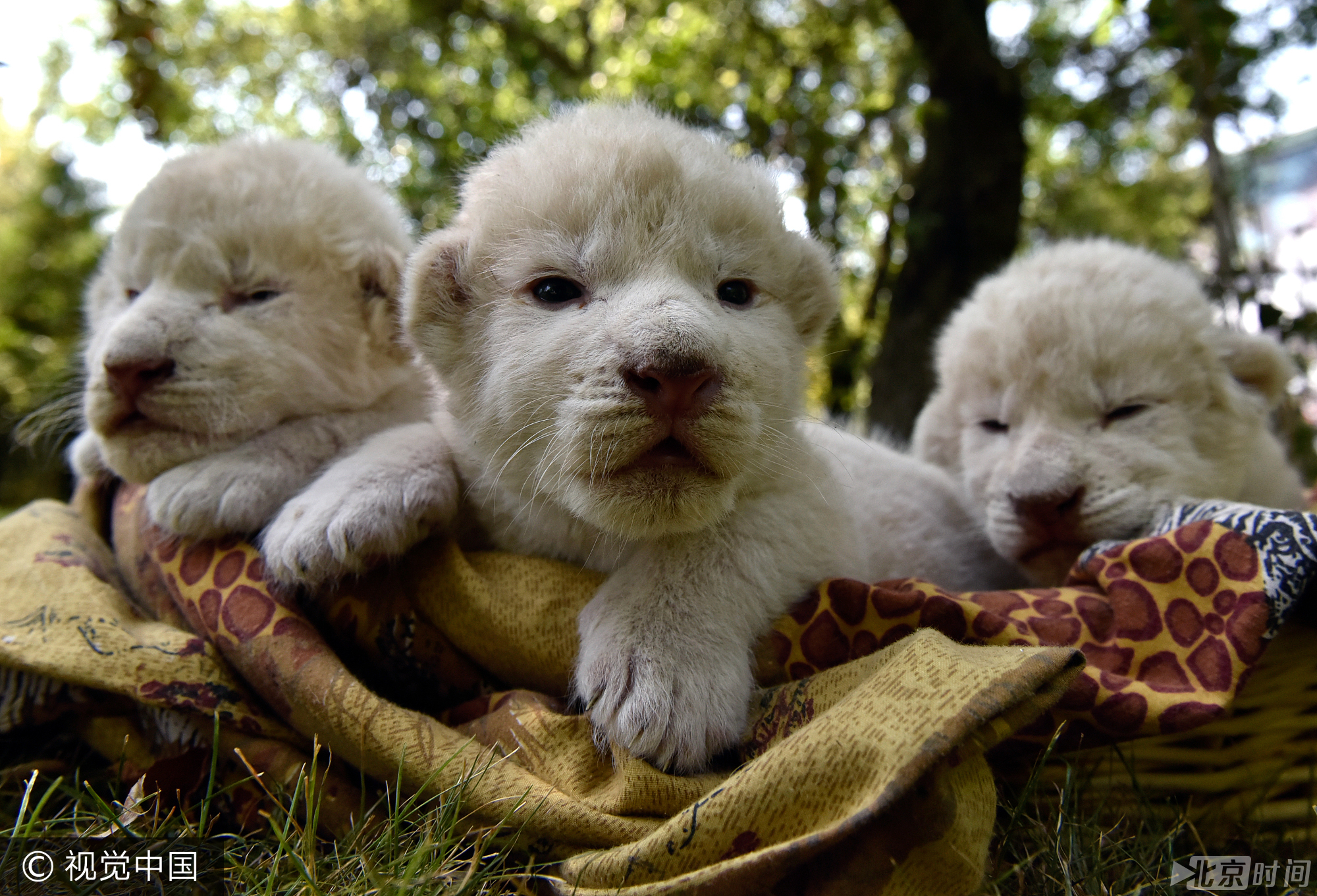 新生白狮宝宝亮相 "雪白团子"萌翻人