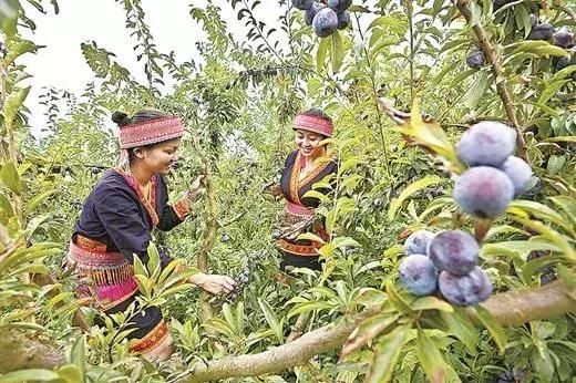 广西实施乡村振兴战略 重点来了!