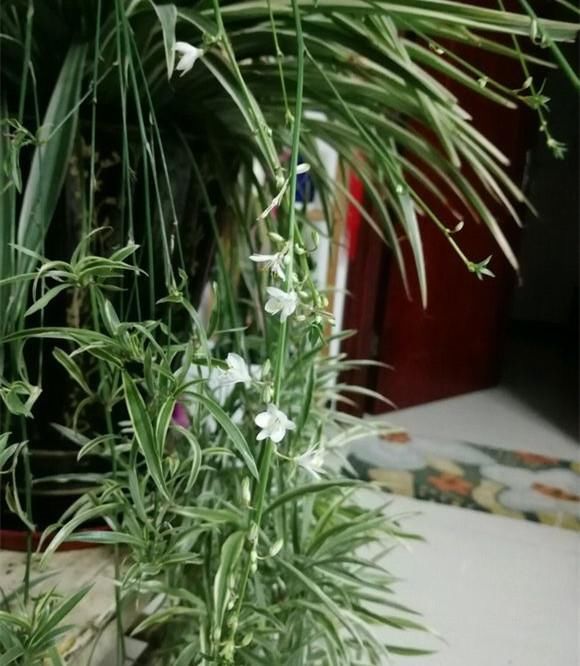 养吊兰,1个技巧加1招,爆盆完了猛爆仔