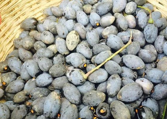 20年结一次果,大一点的600一斤,但不敢多吃