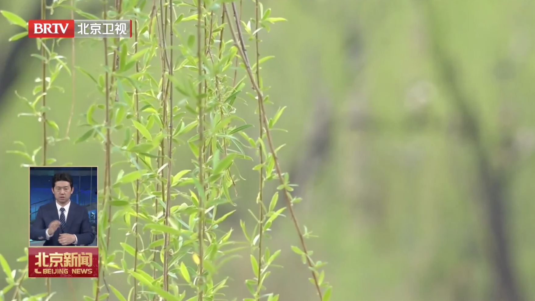 春天,总要看一次“绿柳拂堤”!柳荫公园“柳文化节”开幕! 春天,总要看一次“绿柳拂堤”!柳荫公园“柳文化节”开幕!