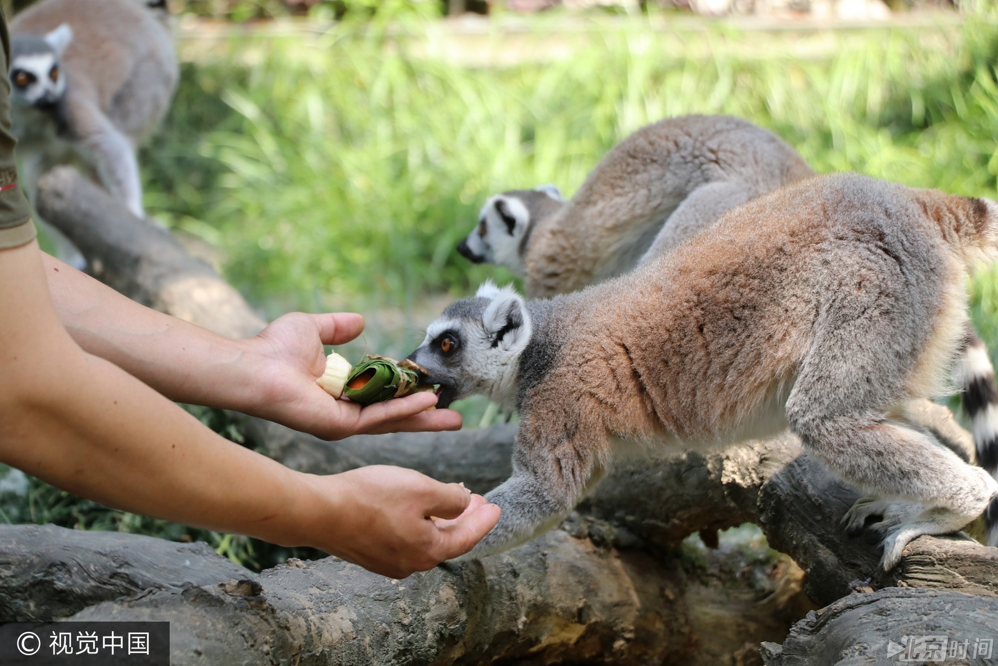 2017年5月26日, 我国传统节日端午节临近,当日,扬州茱萸湾动物园的饲养员用窝窝头、竹粉、苹果等食材为大熊猫、袋鼠等动物精心制作了特殊的粽子,让它们享受美食迎接端午。