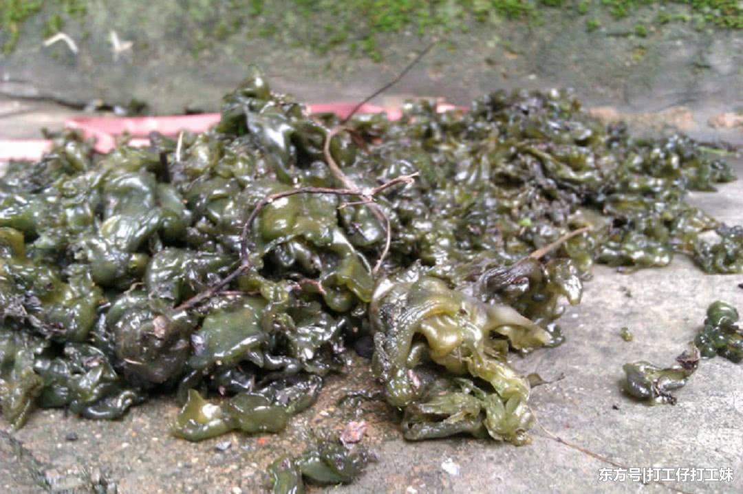 这种叫雷公屎的农村野菜,长得不好看,对老年