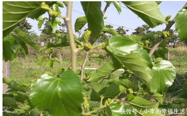 夏季夜钓草鱼,注意这些老套路,钓一次爽一次,草