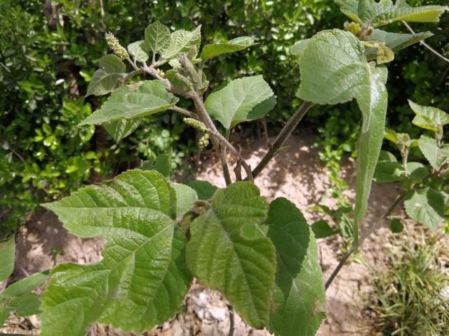 楮桃树上像桑葚一样的毛毛虫你吃过吗?别说