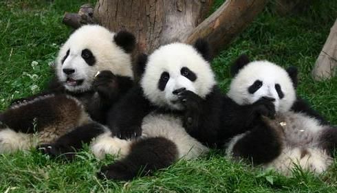动物冷知识:大熊猫的祖先长啥样?