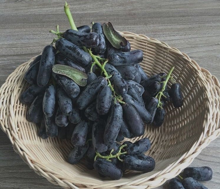 种植户有福了:这种水果,一亩地产5000斤,难怪不