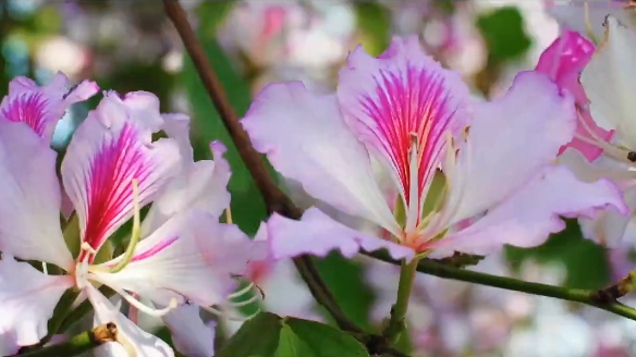 《紫荆花盛开》MV上线！一起祝福