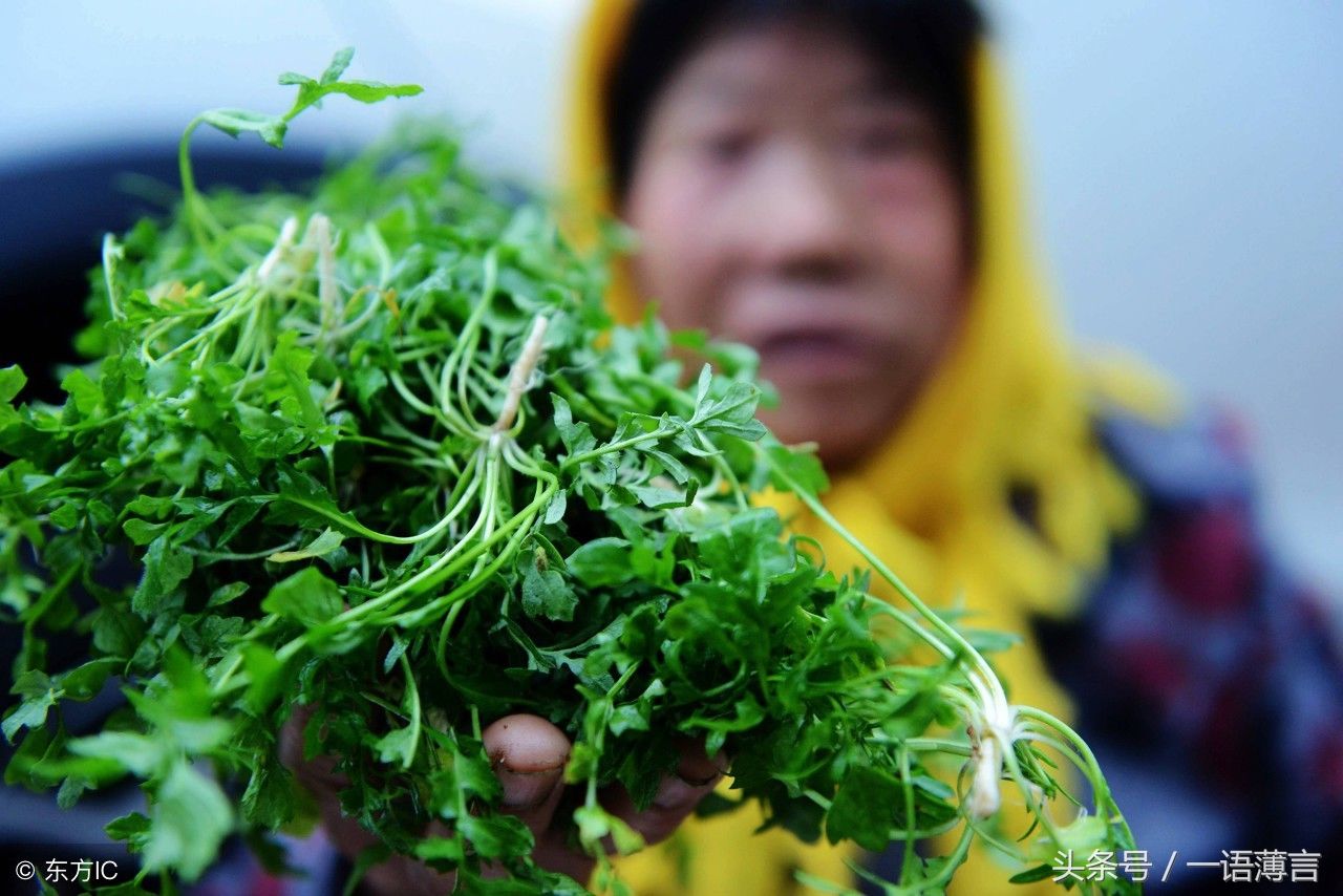 这就是农村人自己采摘的荠菜(图片来自东方ic)