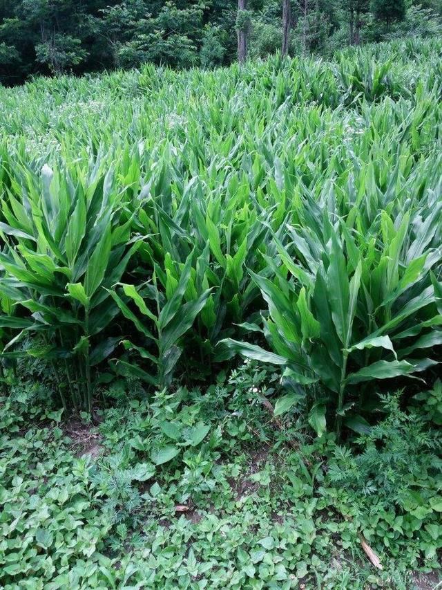 曰本被称为亚洲人参,却是我国普通的农作物,药用价值极高