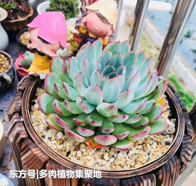 多肉植物繁殖不发芽?教你选择健康的叶片,轻松