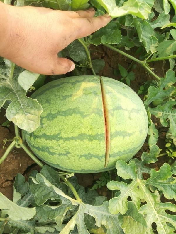 两万斤西瓜被毁,瓜农伤心欲绝,民警能否找出幕后的伤瓜人