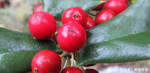 别名:蛇泡草,龙吐珠,三爪风,鼻血果果,珠爪,蛇果,鸡冠果,野草莓,蛇藨