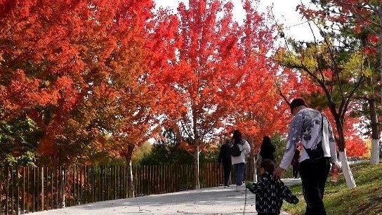观月、赏红、采摘……国庆假期百项活动让您玩转延庆 观月、赏红、采摘……国庆假期百项活动让您玩转延庆