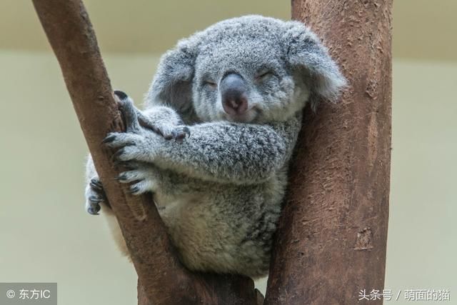 盘点11种最有价值的小动物,你都知道吗