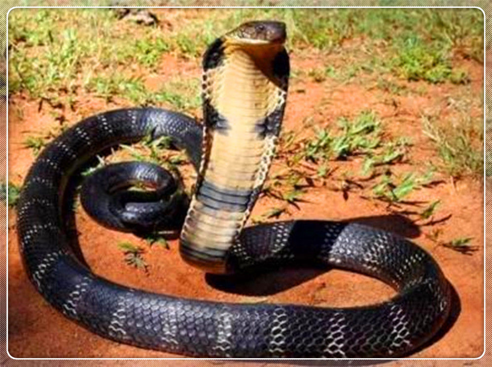 世界10大毒蛇,响尾蛇眼镜蛇居然排名最后