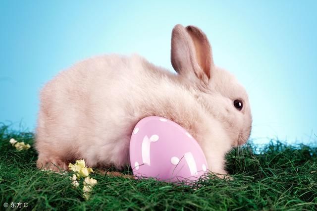 你就认命吧!生肖兔的晚年,佛说一切都是天意