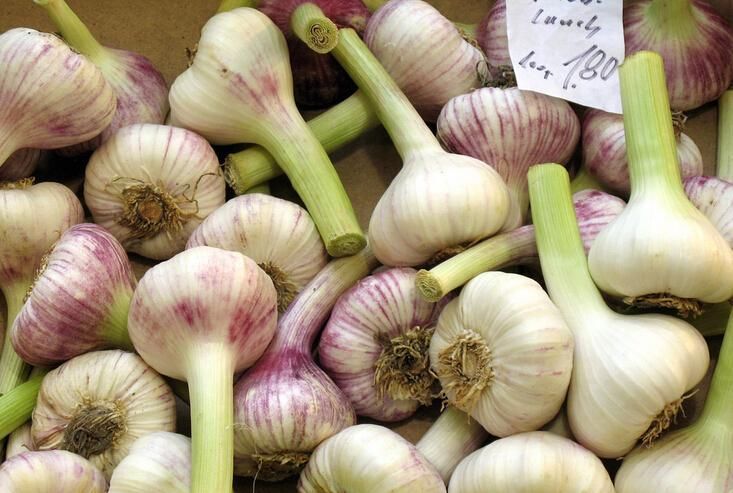 大蒜的独有的味道,主要用来保护自己,自身强大的气味让,真菌,细菌