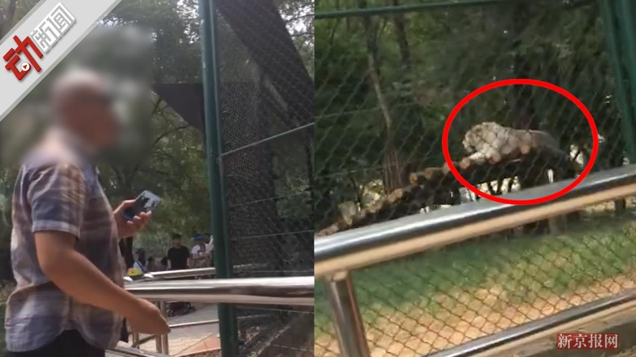 游客拿石头砸老虎 女伴:用大石头砸就动了