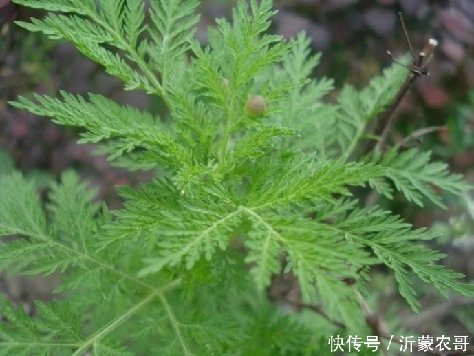 农村天然中草药,白蒿艾蒿青蒿,很多人分不清楚