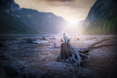 头顶蜗牛,这是哪儿的摄影师拍的谁家的狗子