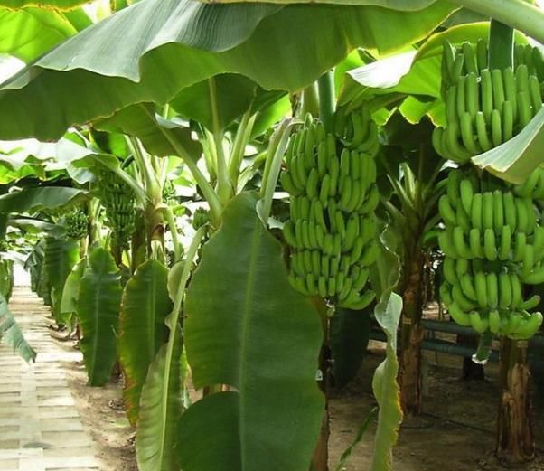 什么人应该少吃香蕉?吃香蕉的几点禁忌,你知道