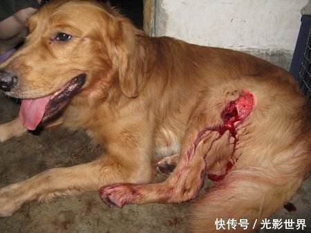 五岁孩子在小区被狗咬,父母找上门去理论,看见咬人狗,孩子父母沉默