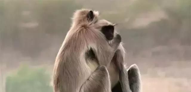 34个动物间谍拍出神bbc纪录片大全,超值得和孩