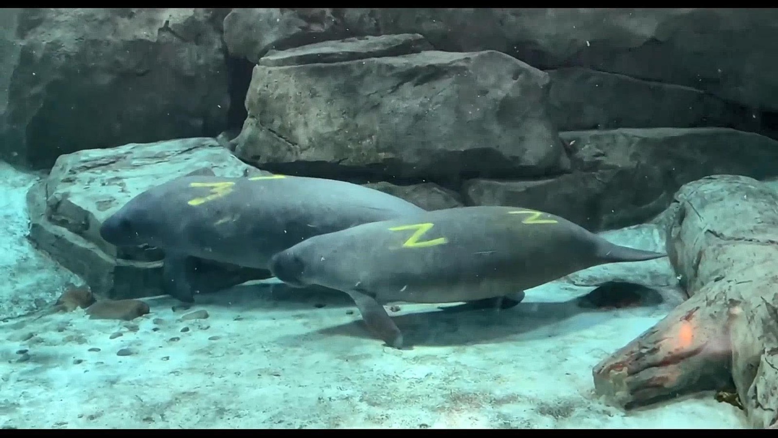 爱心接力 美国一动植物园为海牛宝宝提供“疗养庇护” 爱心接力 美国一动植物园为海牛宝宝提供“疗养庇护”