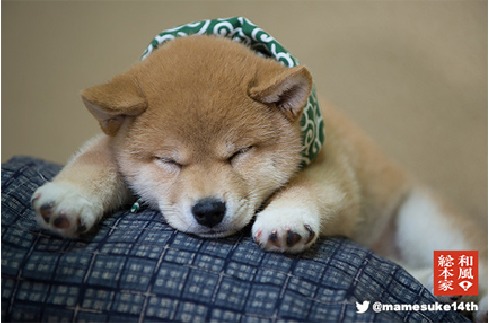 萌萌哒节目吉祥物"豆助"