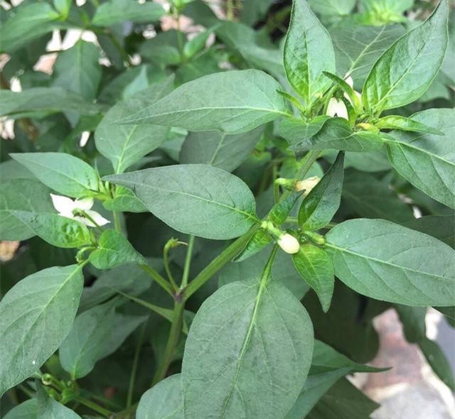 阳台种辣椒,姨妈有3招,3个小动作,辣椒结多多!