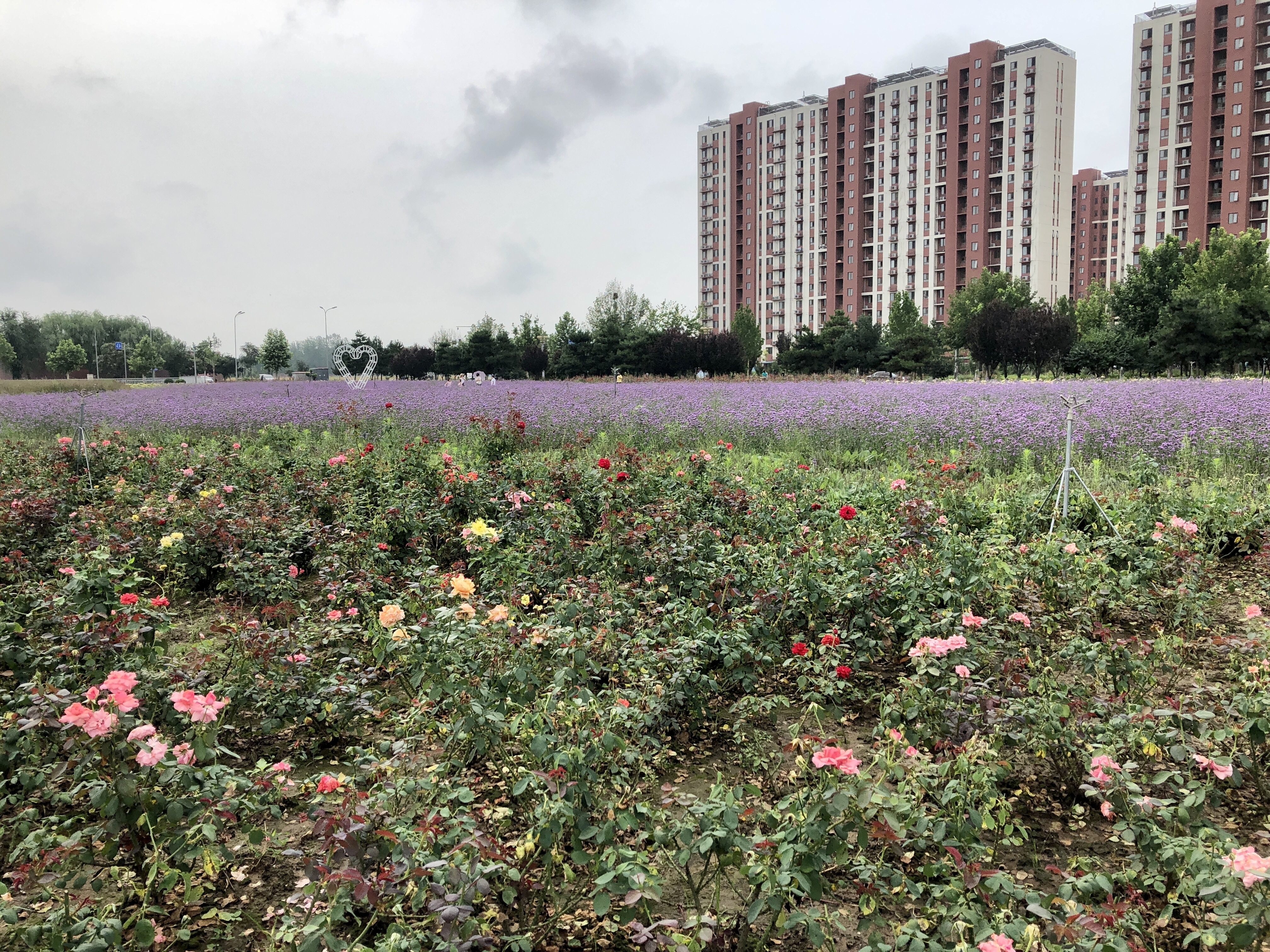 怀柔杨宋花海图片