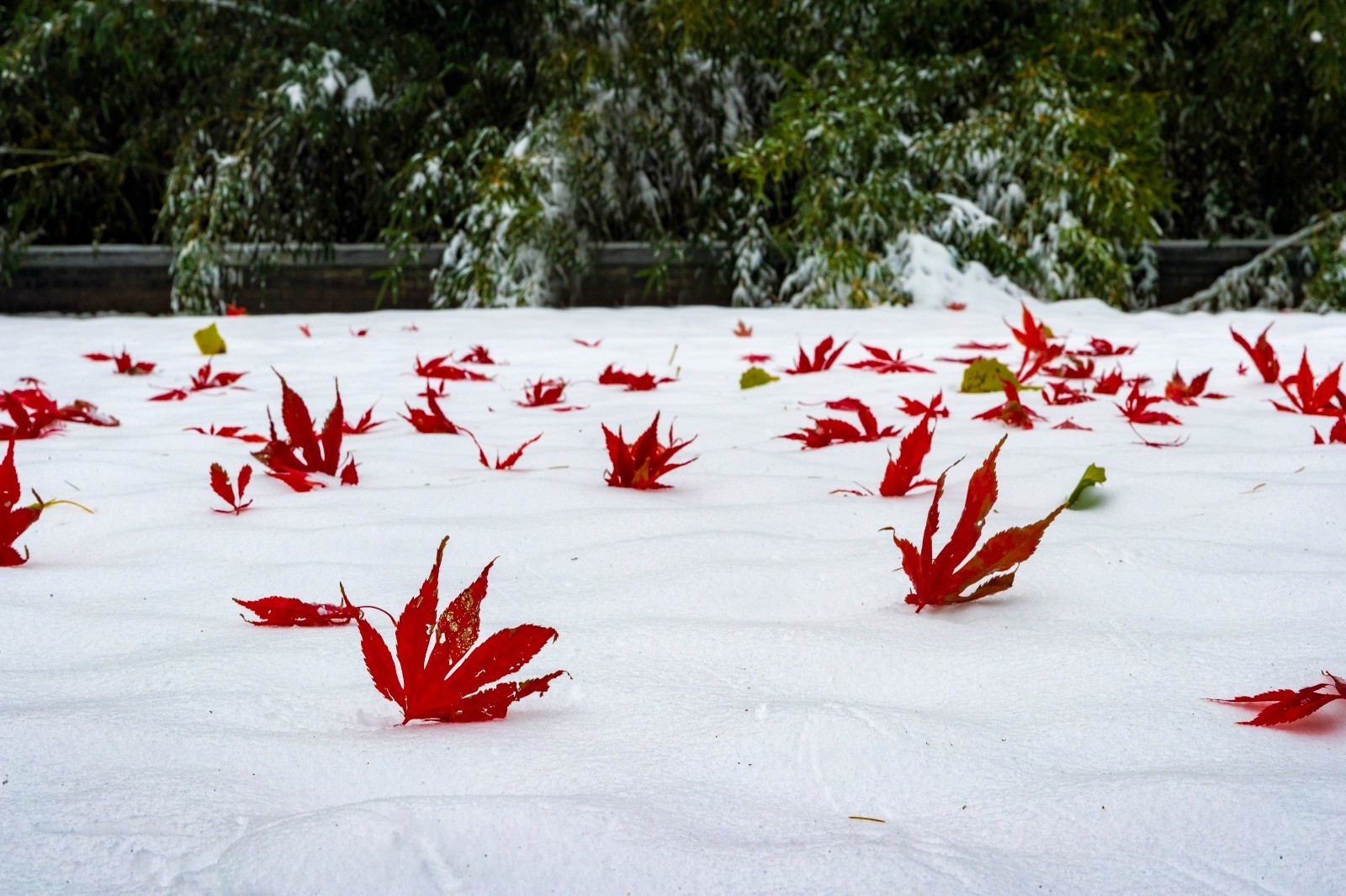 雪中红叶图片唯美图片