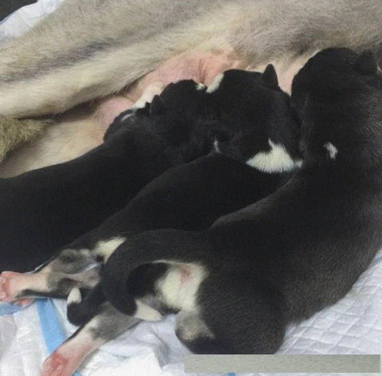 哈士奇怀孕后带它去医院拍片子,我和医生都楞