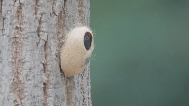 多位北京网友发帖求助：树上挂的什么？蚕蛹？蝉？专业科普了解一下→