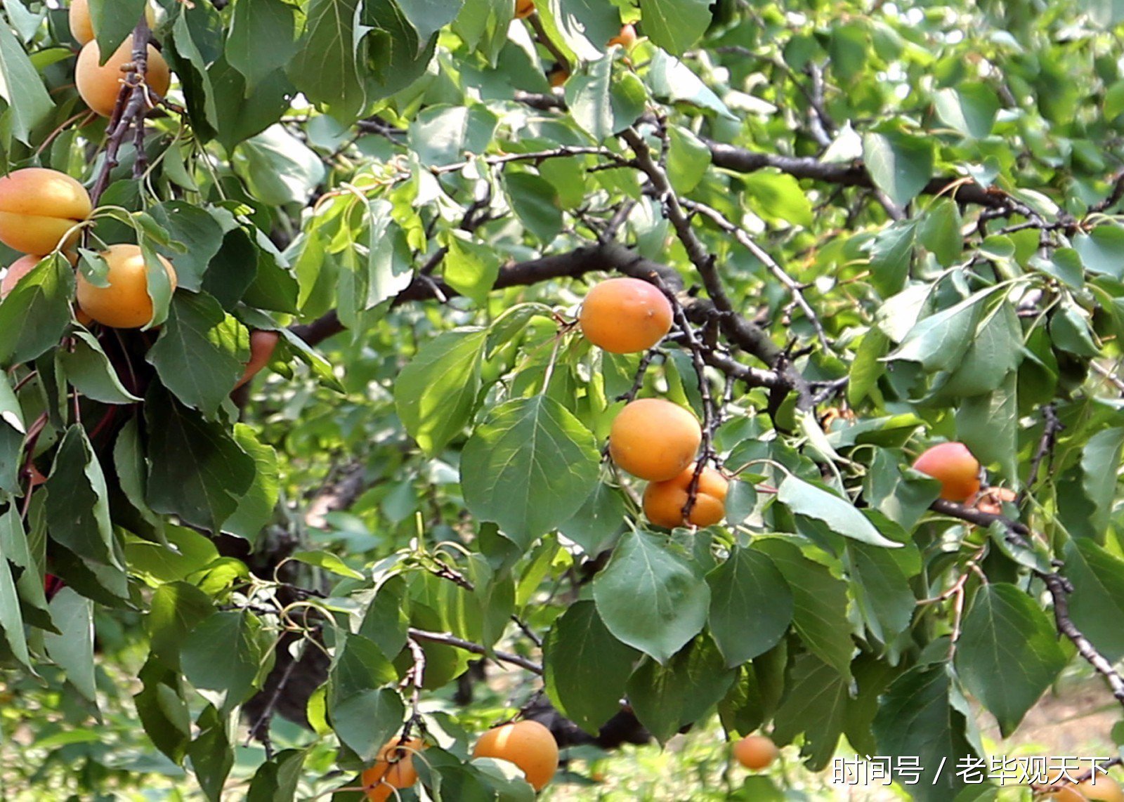 曾入京进上的贡品-- 四间房水尖嘴杏