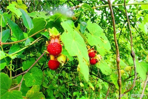 第四种:野毛丹 你是不是觉得和我们说的蛇莓差不多,只不过不是一个