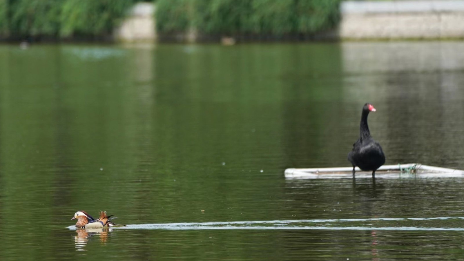 亮马河为农展馆后湖补水8万余吨 勾勒美丽生态画卷 亮马河为农展馆后湖补水8万余吨 勾勒美丽生态画卷