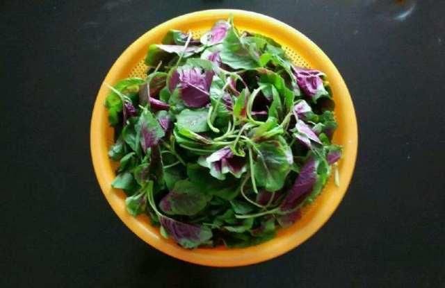 分布,又称雁来红,老来少,三色苋,也有些地区称它为云香菜,云天菜等等