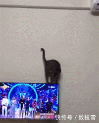 猫咪大长腿当拍照支架,猫咪臭美好了没,我腿要