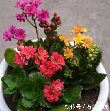 家居养花:养花达人的自制有机肥料的方法,不用