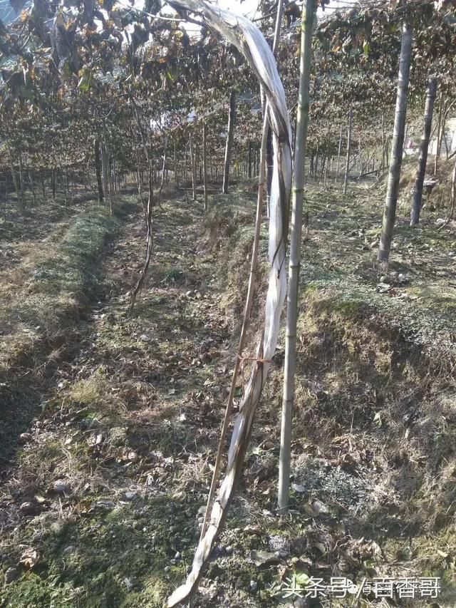 百香果植株受冻后重新长芽还能留吗?