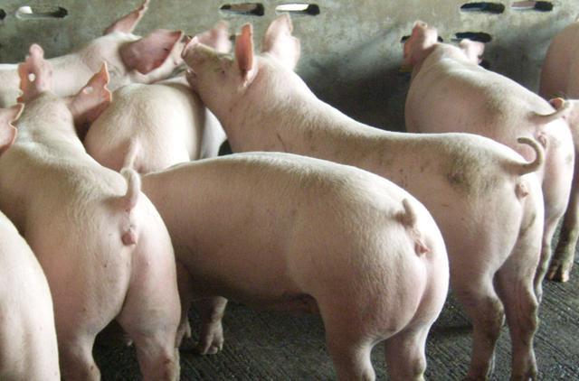 猪仔烂耳朵根子是烂耳病的症状,主要表现在生长,肥育猪群.