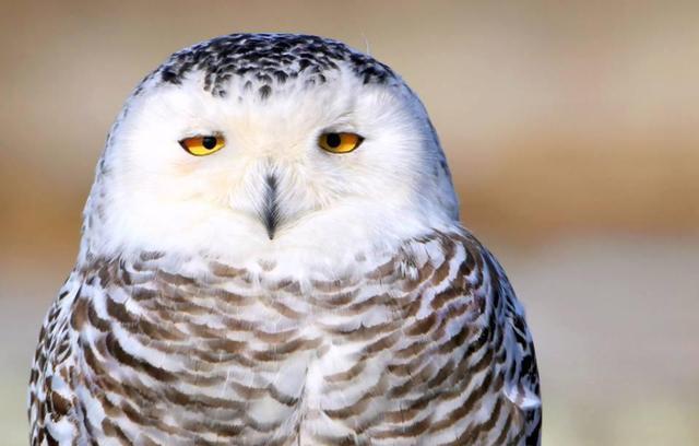 雪鸮的笑容简直迷死人了