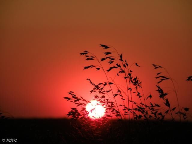 《海子的诗》节选:两座村庄隔河而睡 海子的村