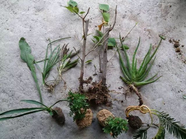 不用钱也能得到很多盆栽花卉,只要你学会这招