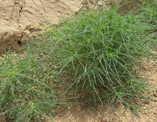 农村的一种野菜,抗癌降三高,在城市十分抢手!-北京时间