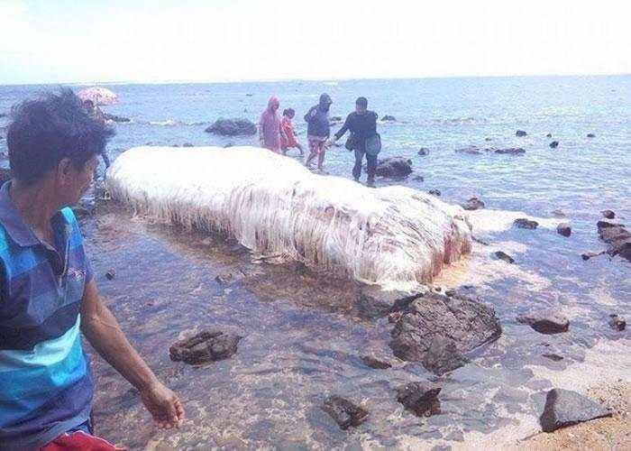 神秘生物:"猛犸鱼"浑身长毛的鱼