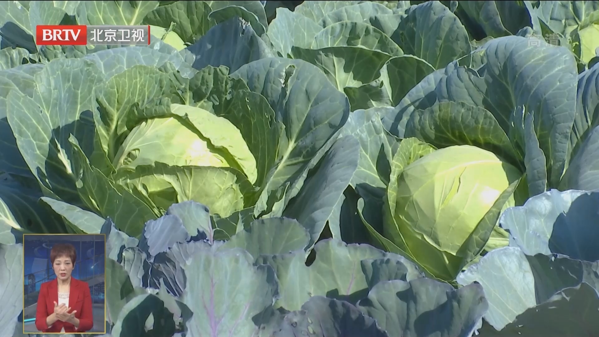 首次升级为国家级盛会 北京种业大会下周园博园举行